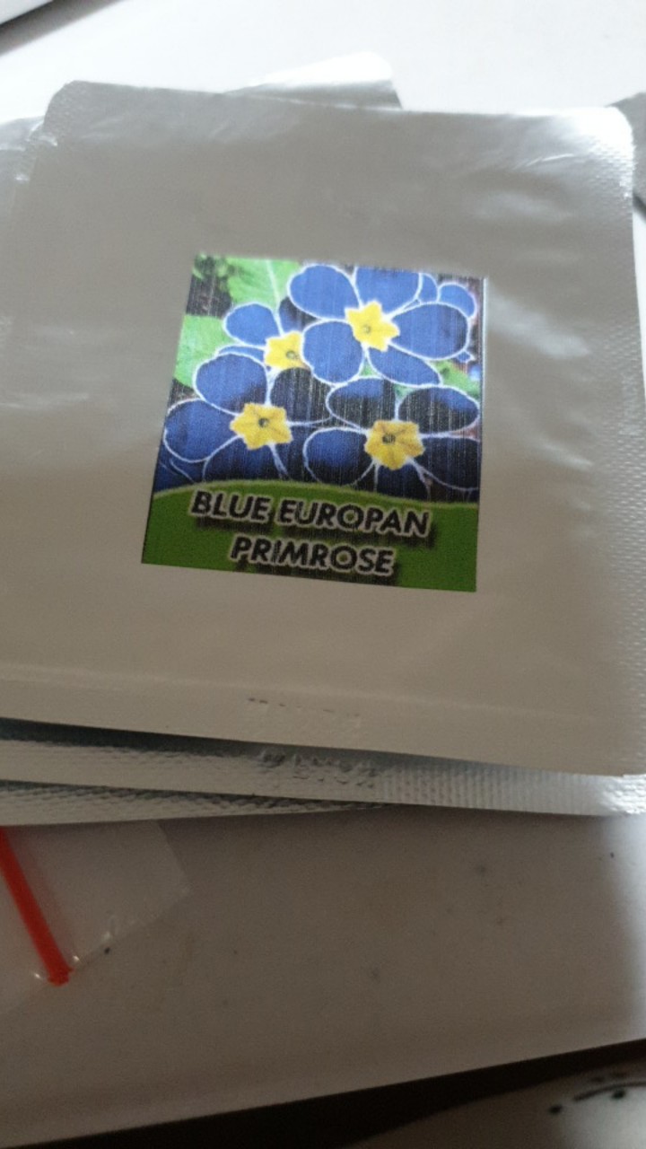 Biji Bunga Blue Europan Primrose