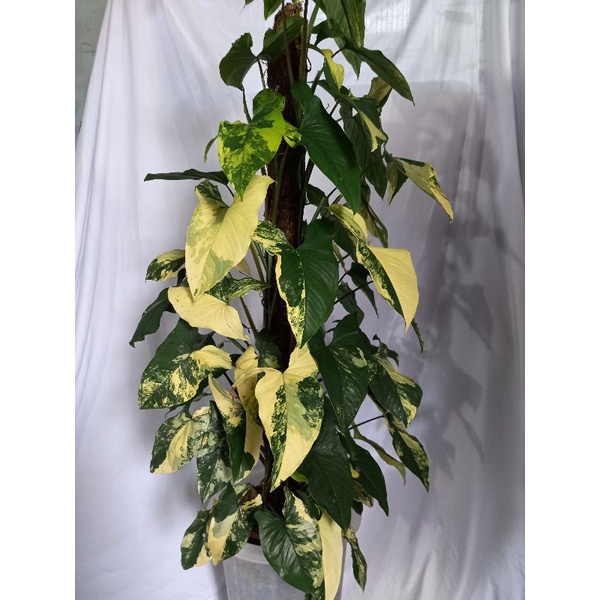 syngonium yellow variegated syngonium aurea