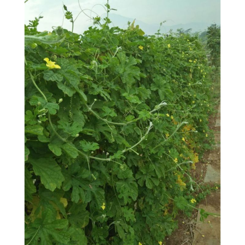 

DAUN PARE SEGAR (per 10g)