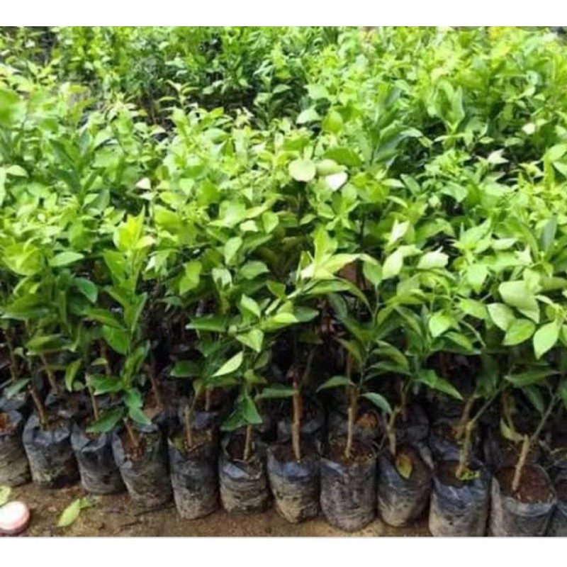 bibit tanaman jeruk siem/jeruk peras