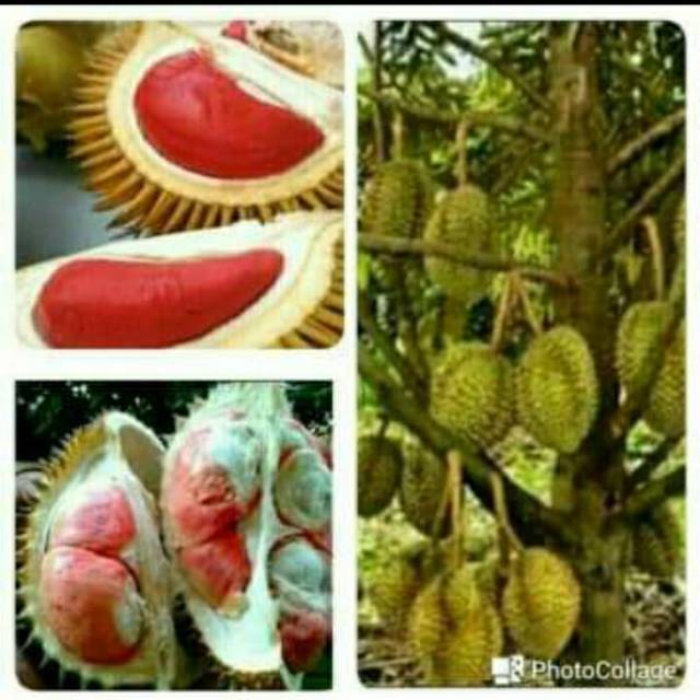 bibit durian merah