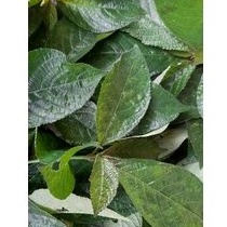 

Daun kejibeling segar 500 gram
