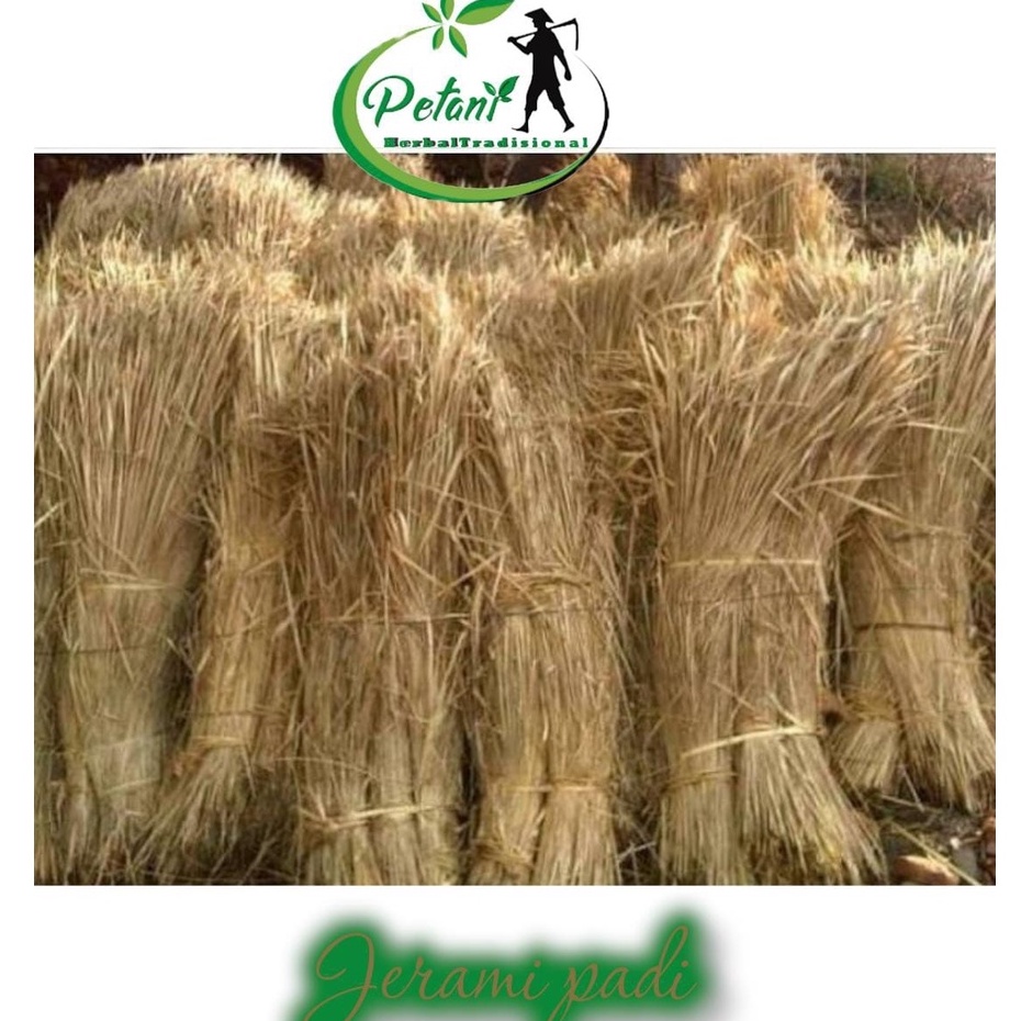 Jerami Kering 1 kg, Dami padi jerami kering
