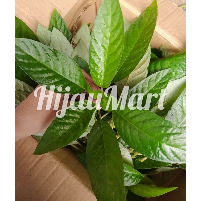 

daun rendeu lalapan segar 500 gram