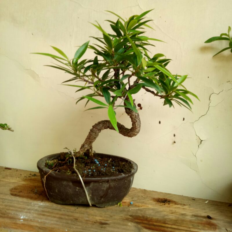 Bonsai Beringin California