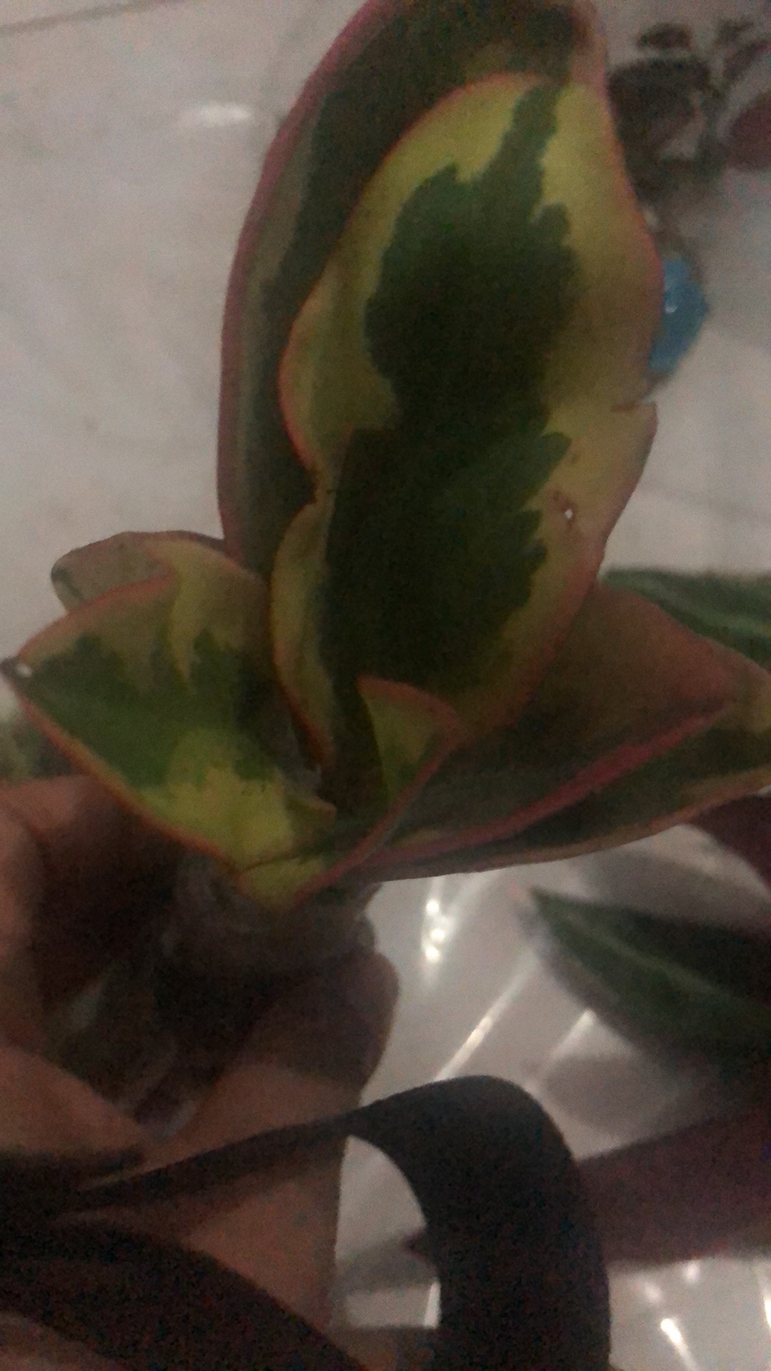 Tanaman Hias Peplan Merah/peperomia Clusiifolia Rainbow