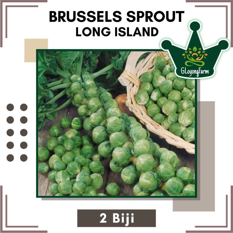 Benih Bibit Brussels Sprout Long Island - Bibit Sayuran