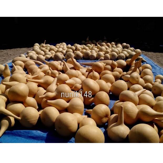 HARGA PROMO Labu Botol Kering [KODE 3292]