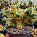 KAKTUS  KARANG VARIEGATA