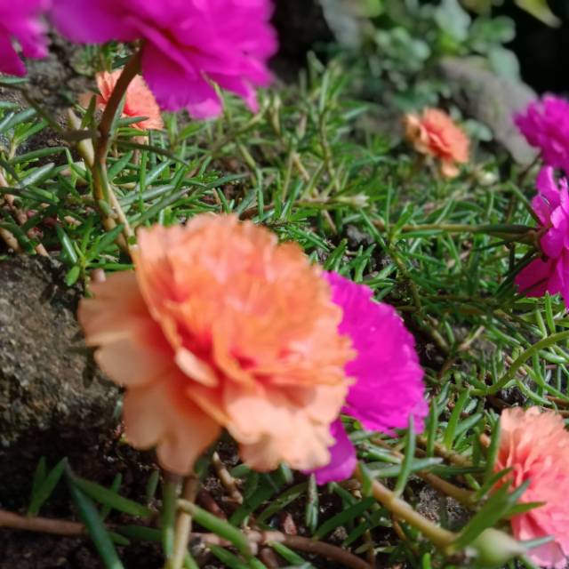 rikhaummumuqbilruqayyah