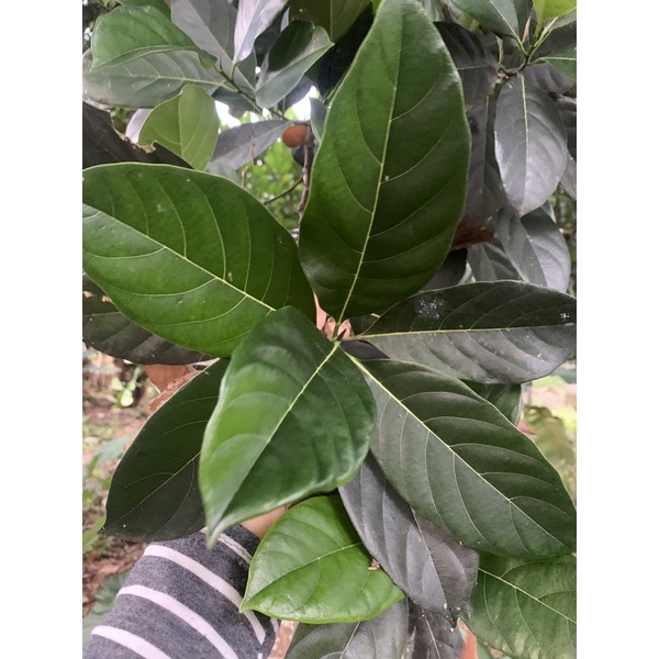 

daun nangka segar #obatherbal #obatdaun 50lembar