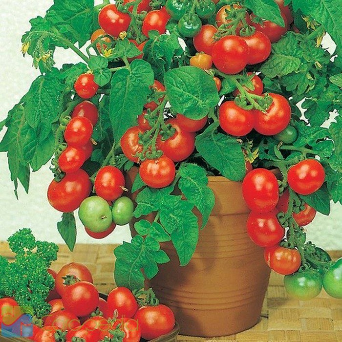 12 Seed Butir Biji Benih Tanaman Hias Buah Tanaman Tomat Cherry Tambulampot Shopee Indonesia