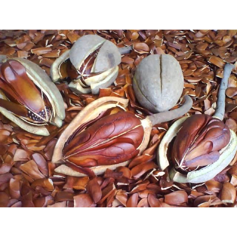 

biji mahoni kering 100 gram