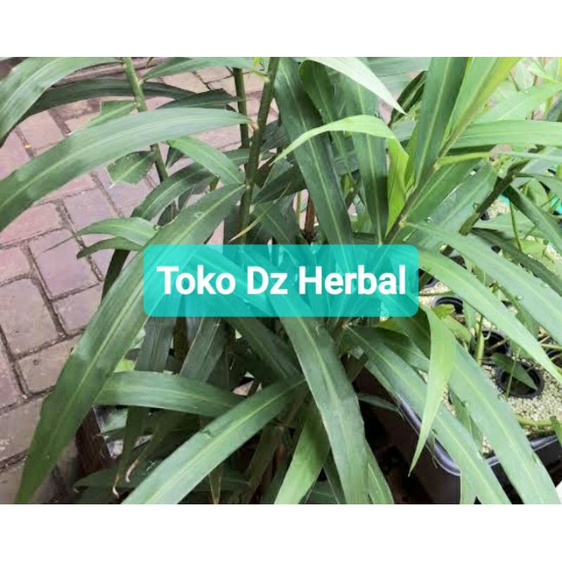 

Daun jahe segar petik langsung 200 gram-az