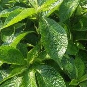 

COD Daun keji beling / pecah beling segar organik obat diabetes dan batu ginjal herbal