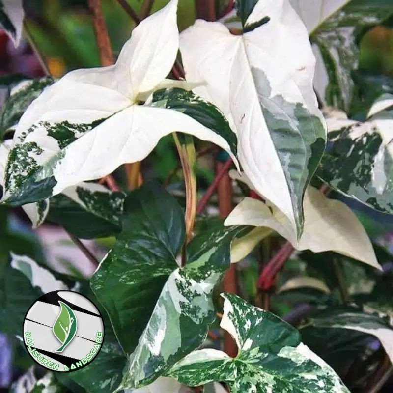 TANAMAN HIAS SYNGONIUM VARIEGATA//SYNGONIUM VARIEGATA