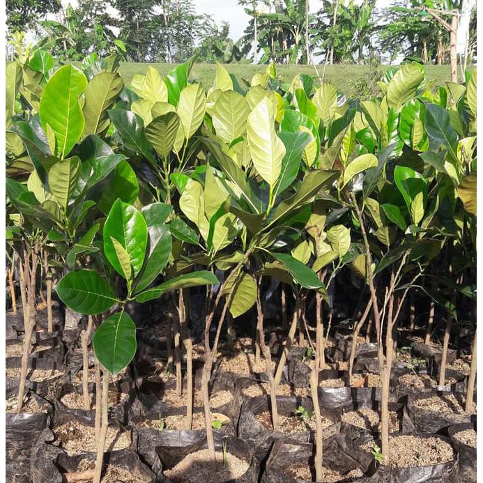 %1 BIBIT BUAH CEMPEDAK MERAH KING #_*