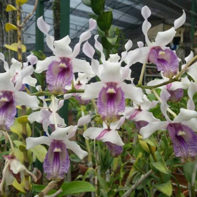 Anggrek dendrobium nindii dewasa