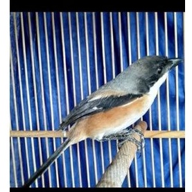 burung pentet jatim bahan jantan mulus