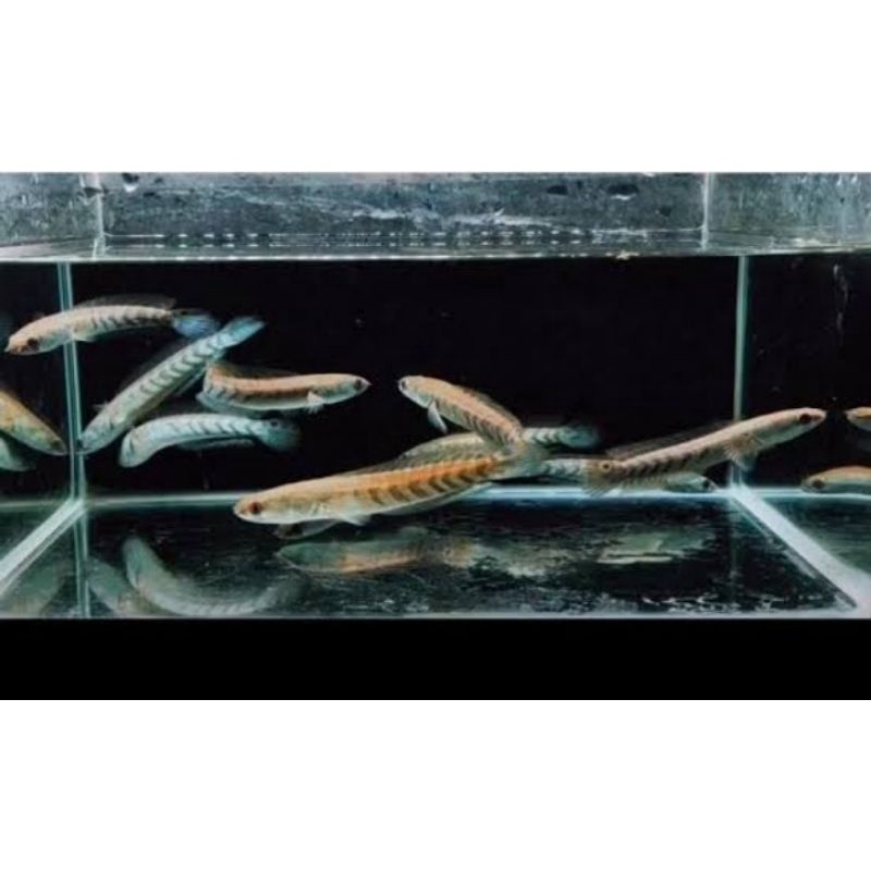 channa red sampit budidaya sendiri GRADE A uk 4-6 cm