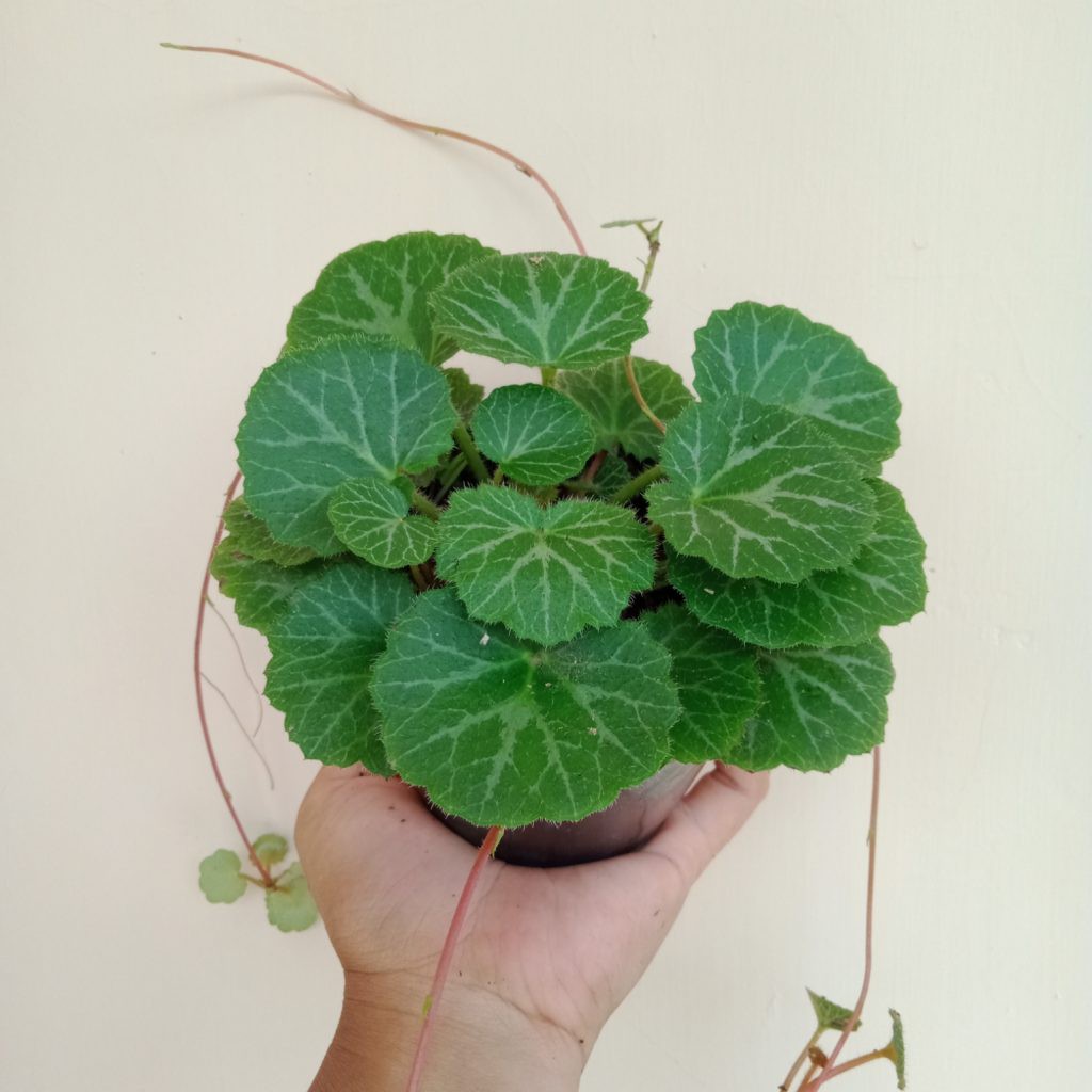 Begonia Strawberry - Tanaman Hias