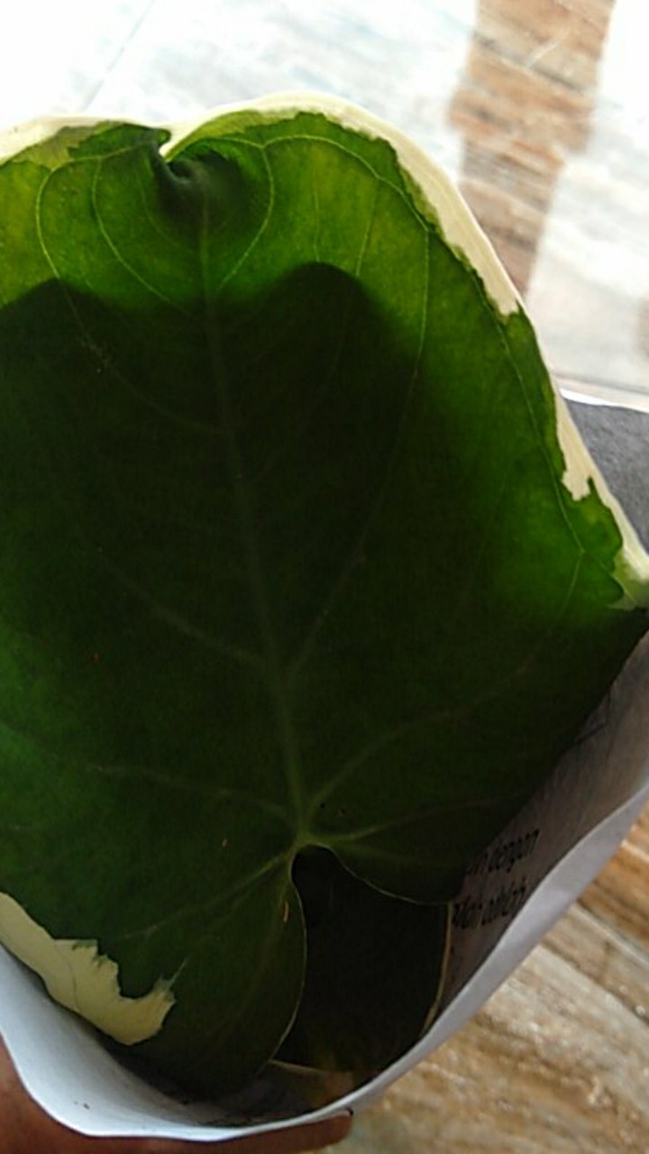 Keladi Tikus Variegata (mickey Mouse)