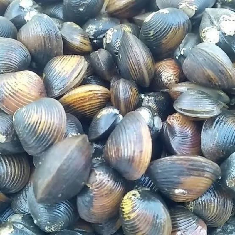

Kerang remis 250 gram