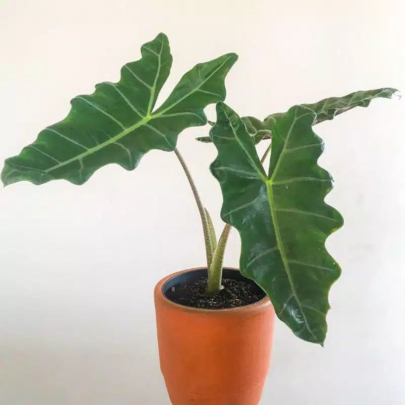 Alocasia Pseudo Sanderiana / Keladi Amazon Lokal
