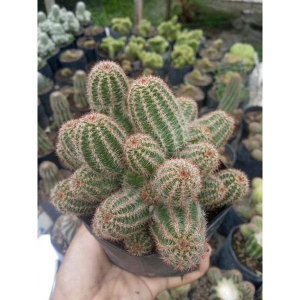 kaktus rebutia torquata cluster ukuran jumbo/kaktus murah/kaktus ownroot