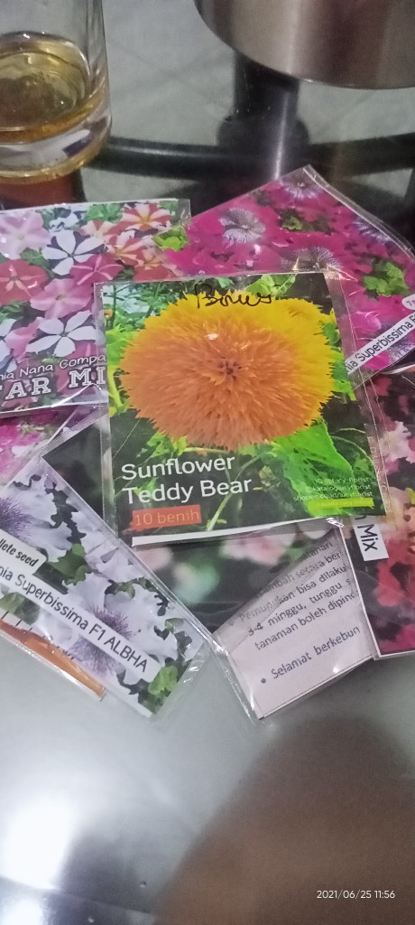 Phlox Sugar Star, 8 Biji