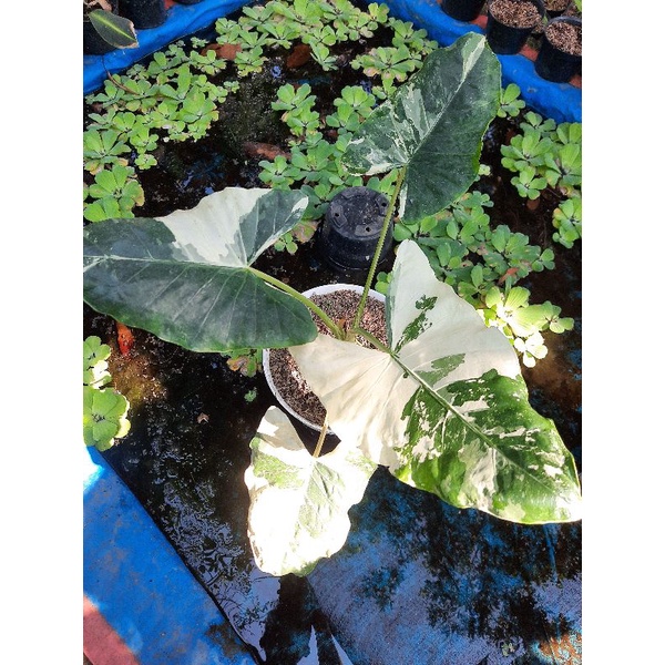 Alocasia Maccrorhiza Varigata - Sente Varigata