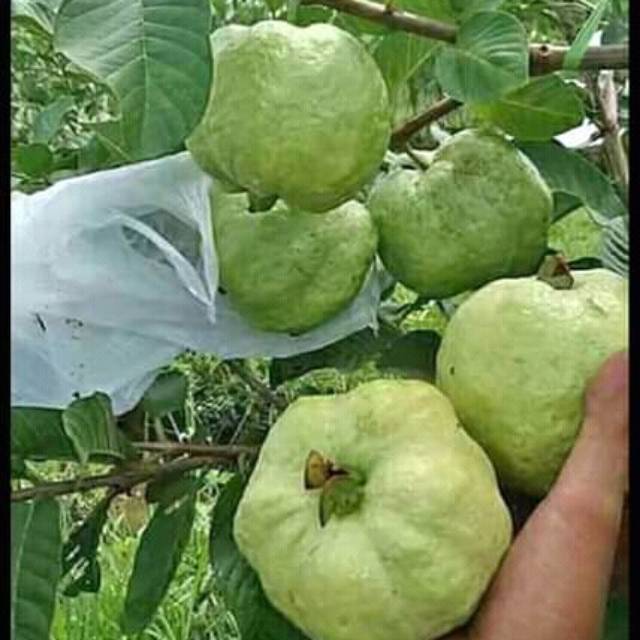 

JAMBU KRISTAL
