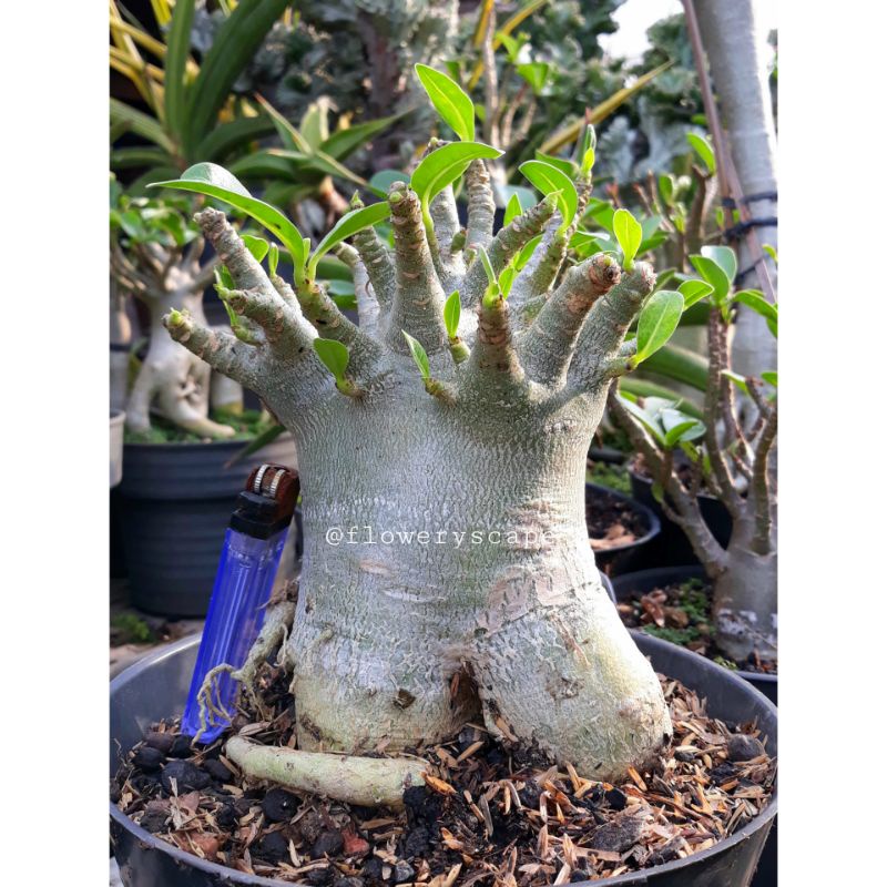 Adenium nsdd / adenium karakter
