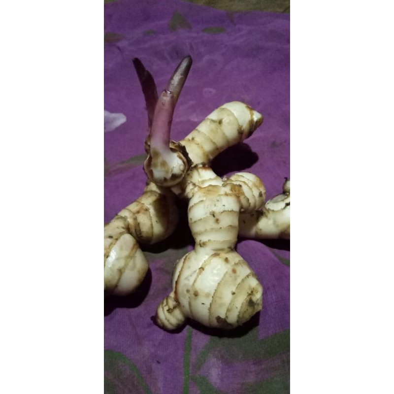 

UMBI ganyong merah pres 1kg