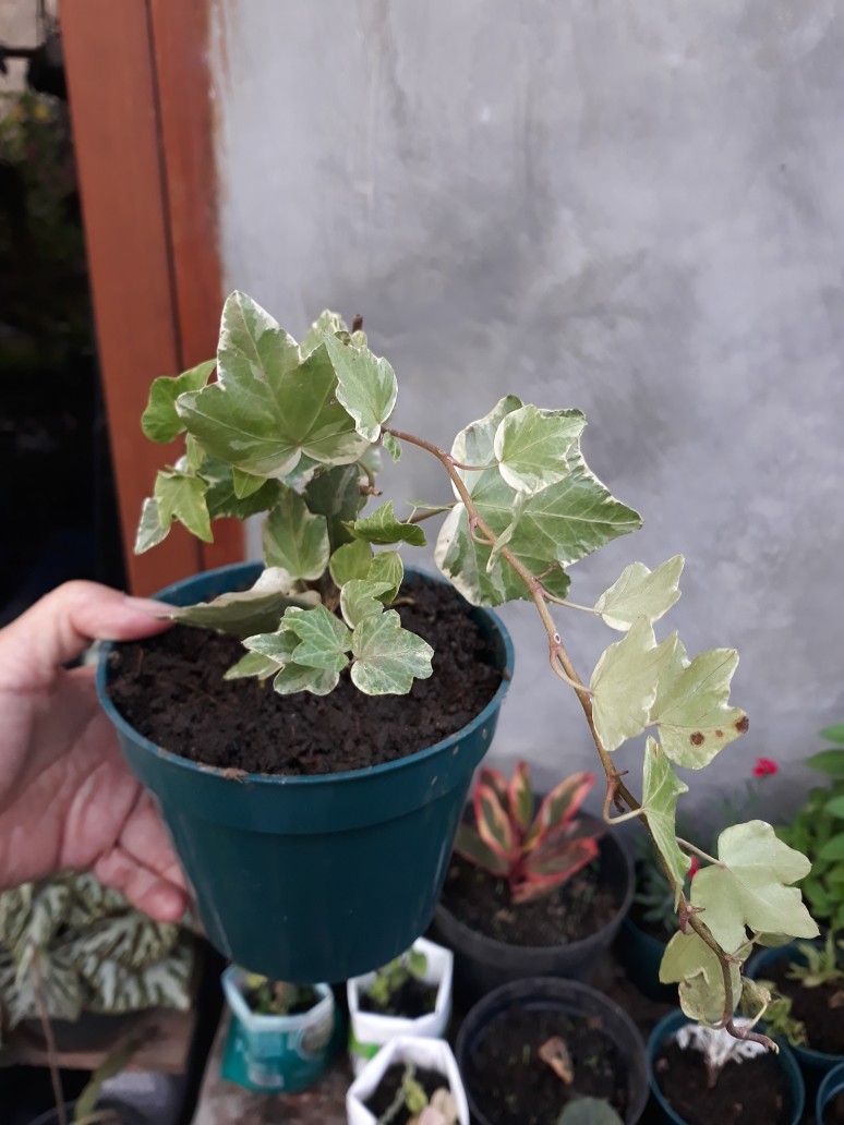 Tanaman Hias Gantung Ivy Variegata