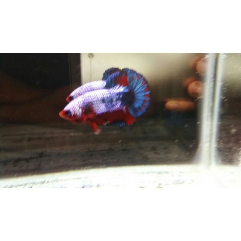 KOLEKTOR CUPANG UNIK DAN LANGKA PLAKAT FCCP TOP GRADE QUALITY