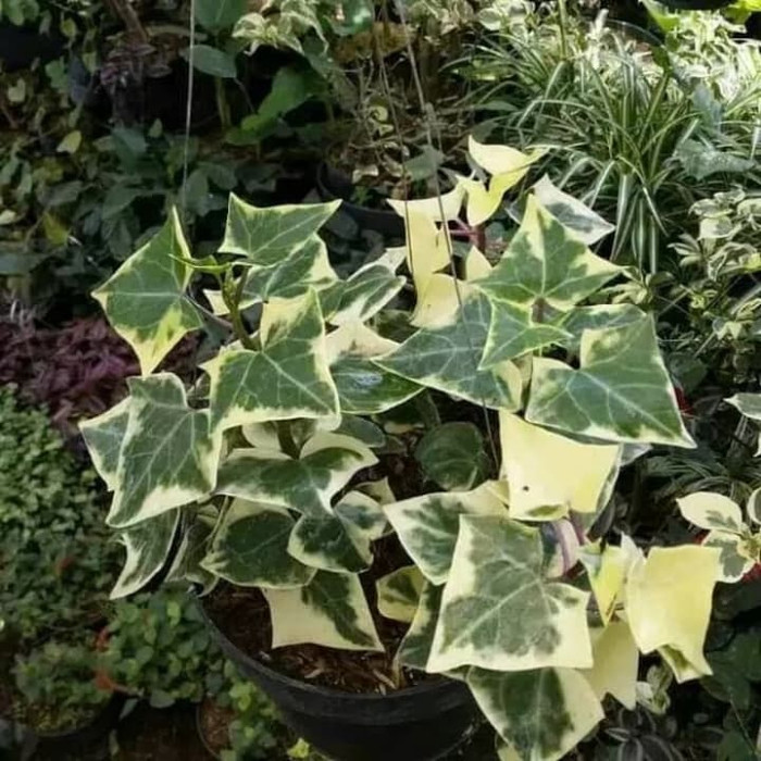 tanaman hias gantung English ivy_ English Ivy varigata Nadia Taman