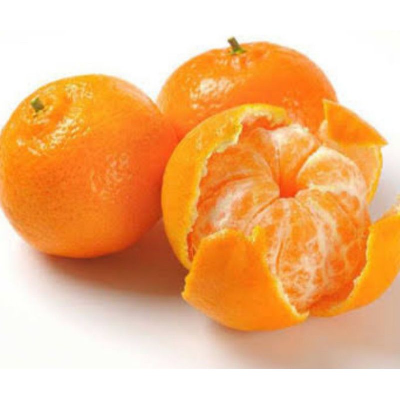 bibit jeruk mandarin