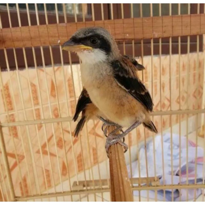 pentet lolohan jatim pilihan jantan