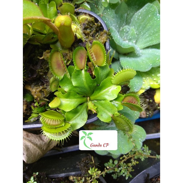 Promo Tanaman Karnivora Venusflytrap VFT Besar