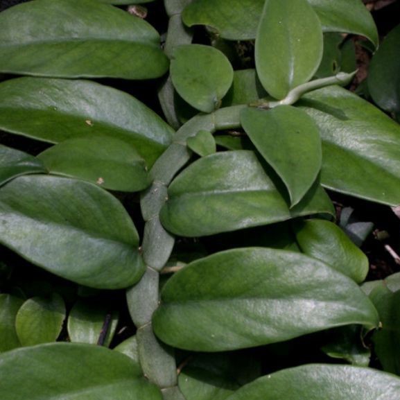 Rhaphidophora Crassifolia Tesa# Tanaman gantung Tanaman Gantung Tanaman Hutan Simsim Bunga & Tanaman