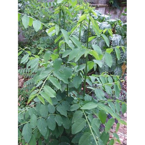 

Daun Katuk (Sauropus Adrogynus (L) Merr) By As