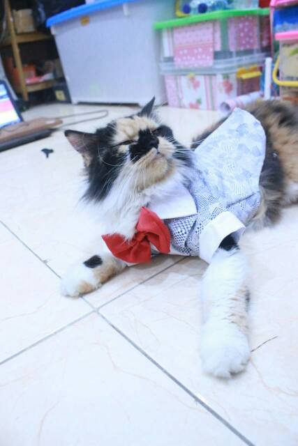 Tuxedo hitam putih totol-totol lucu untuk kucing size S M L XL