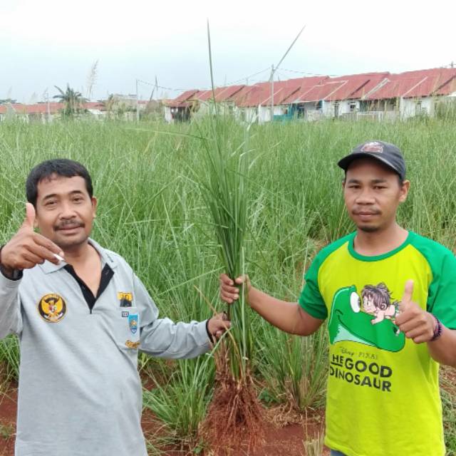 Tanaman Rumput Vetiver Pencegah erosi Akar wangi - bibit rumput Vetiver