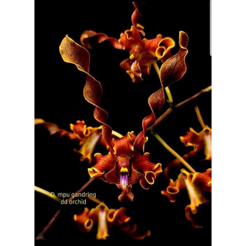 Seedling MPU gandring tanduk melintirrr bangettt