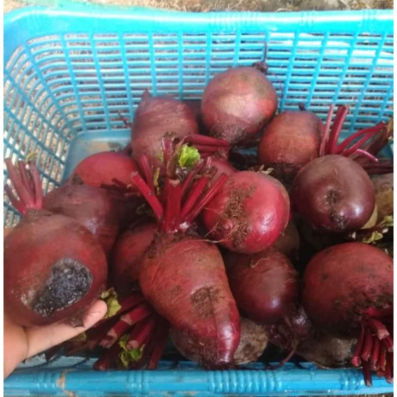 Buah bit REJECT(sortiran) 1 kg beetroot merah