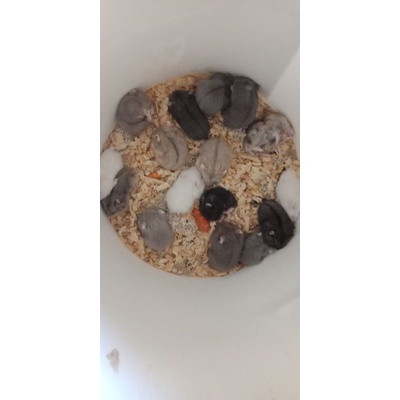 hamster campbell polos surabaya