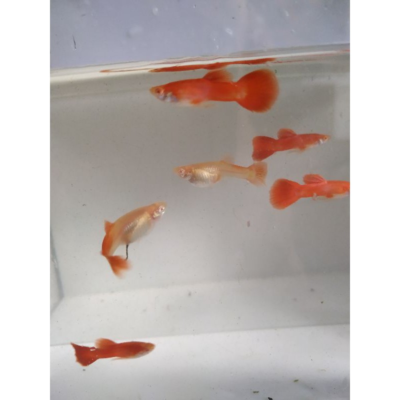 Guppy AFR MATA MERAH GEN REED EAR,/IKAN HIYAS