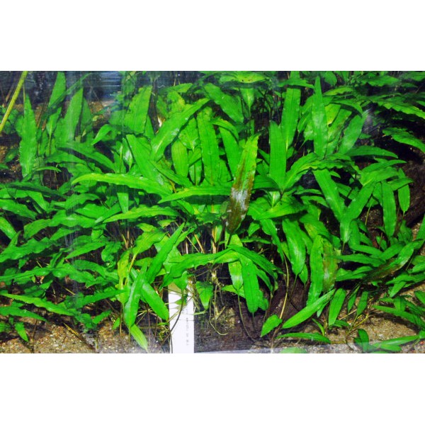 cryptocoryne wendtii green tropica ( tanaman aquascape )