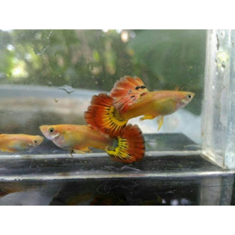 

Ikan Hias Guppy Ponix 1 Pair